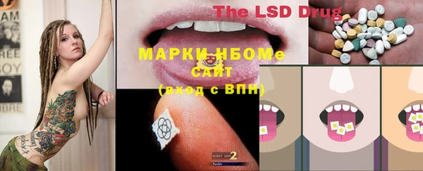 хмурый Аркадак
